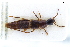  ( - CNCAJB22-006)  @11 [ ] CreativeCommons  Attribution Non-Commercial ShareAlike (2022) Unspecified Canadian National Collection of Insects