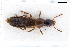  ( - CNCAJB22-013)  @11 [ ] CreativeCommons  Attribution Non-Commercial ShareAlike (2022) Unspecified Canadian National Collection of Insects