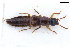  ( - CNCAJB22-015)  @11 [ ] CreativeCommons  Attribution Non-Commercial ShareAlike (2022) Unspecified Canadian National Collection of Insects