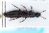  ( - CNCAJB22-170)  @11 [ ] CreativeCommons  Attribution Non-Commercial ShareAlike (2022) Unspecified Canadian National Collection of Insects