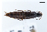  ( - CNCAJB22-171)  @11 [ ] CreativeCommons  Attribution Non-Commercial ShareAlike (2022) Unspecified Canadian National Collection of Insects