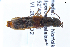 ( - CNCAJB22-178)  @11 [ ] CreativeCommons  Attribution Non-Commercial ShareAlike (2022) Unspecified Canadian National Collection of Insects