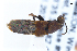  ( - CNCAJB22-180)  @11 [ ] CreativeCommons  Attribution Non-Commercial ShareAlike (2022) Unspecified Canadian National Collection of Insects