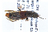  ( - CNCAJB22-181)  @11 [ ] CreativeCommons  Attribution Non-Commercial ShareAlike (2022) Unspecified Canadian National Collection of Insects