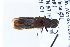  ( - CNCAJB22-183)  @11 [ ] CreativeCommons  Attribution Non-Commercial ShareAlike (2022) Unspecified Canadian National Collection of Insects