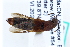  ( - CNCAJB22-184)  @11 [ ] CreativeCommons  Attribution Non-Commercial ShareAlike (2022) Unspecified Canadian National Collection of Insects
