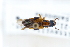 ( - CNCAJB22-103)  @11 [ ] CreativeCommons  Attribution Non-Commercial ShareAlike (2022) Unspecified Canadian National Collection of Insects