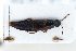  ( - CNCAJB22-137)  @11 [ ] CreativeCommons  Attribution Non-Commercial ShareAlike (2022) Unspecified Canadian National Collection of Insects