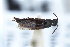  ( - CNCAJB22-141)  @11 [ ] CreativeCommons  Attribution Non-Commercial ShareAlike (2022) Unspecified Canadian National Collection of Insects