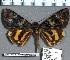  (Catocala kuangtungensis kuangtungensis - 2124-150905-CH)  @14 [ ] Unspecified (default): All Rights Reserved  Unspecified Unspecified