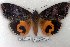  (Eudocima srivijayana - 5595-110505-TH)  @15 [ ] Unspecified (default): All Rights Reserved  Unspecified Unspecified