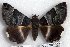  (Bastilla sp. 2-RJB - 5593-110505-TH)  @14 [ ] Unspecified (default): All Rights Reserved  Unspecified Unspecified