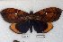  (Gloriana sp. 1-RJB - 5712-120708-MY)  @14 [ ] Unspecified (default): All Rights Reserved  5712-120708-MY Unspecified