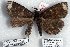  (Calesia sp. 1-RJB - 5722-040808-MY)  @14 [ ] Unspecified (default): All Rights Reserved  5722-040808-MY Unspecified