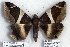  (Bastilla sp. 1-RJB - 5743-130808-LA)  @14 [ ] Unspecified (default): All Rights Reserved  Unspecified Unspecified