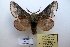  (Poecilocampa deqina - 20163-191011-CH)  @13 [ ] Copyright (2013) Aidas Saldaitis Vilinus Ecological Institute
