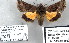  (Homoanarta nr. falcata - 7019-COI-09)  @13 [ ] Unspecified (default): All Rights Reserved  Unspecified Unspecified