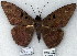 (Ascalapha sp. 2 - 7034-COI-09)  @13 [ ] Unspecified (default): All Rights Reserved  Unspecified Unspecified