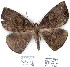  (Oxydia sp. 1 - 7043-COI-09)  @13 [ ] Unspecified (default): All Rights Reserved  Unspecified Unspecified