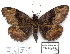  (Latebraria albosigma - 7052-COI-09)  @13 [ ] Unspecified (default): All Rights Reserved  Unspecified Unspecified