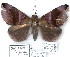  (Ophisma iotrigona - 7056-COI-09)  @14 [ ] Unspecified (default): All Rights Reserved  Unspecified Unspecified