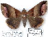  (Ophisma despagnesi - 7057-COI-09)  @14 [ ] Unspecified (default): All Rights Reserved  Unspecified Unspecified