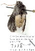  (Dolocucullia minor - 7118-COI-09)  @12 [ ] Unspecified (default): All Rights Reserved  Unspecified Unspecified