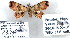  (Metalectra sp. 3 - 7324-COI-09)  @13 [ ] Unspecified (default): All Rights Reserved  Unspecified Unspecified