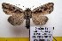  ( - 9499-060710-CH)  @14 [ ] Copyright (2011) Aidas Saldaitis Vilinus Ecological Institute