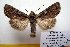  ( - 9503-300604-MO)  @14 [ ] Copyright (2011) Aidas Saldaitis Vilinus Ecological Institute