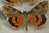  ( - 10225-130897-UT)  @11 [ ] Copyright (2011) Darryl Willis Unspecified