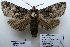  (Catopta danieli - 10342-300711-CH)  @11 [ ] Copyright (2011) Aidas Saldaitis Vilinus Ecological Institute