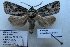  ( - 10344-300711-CH)  @12 [ ] Copyright (2011) Aidas Saldaitis Vilinus Ecological Institute