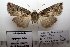  ( - 1052-101008-PA)  @12 [ ] Copyright (2011) Aidas Saldaitis Vilinus Ecological Institute