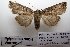  ( - 1054-131008-PA)  @13 [ ] Copyright (2011) Aidas Saldaitis Vilinus Ecological Institute