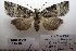 (Epipsestis - 1058-061010-CH)  @14 [ ] Copyright (2011) Aidas Saldaitis Vilinus Ecological Institute