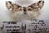  ( - 1067-040710-CH)  @13 [ ] Copyright (2011) Aidas Saldaitis Vilinus Ecological Institute