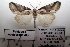  ( - 1069-130709-CH)  @13 [ ] Copyright (2011) Aidas Saldaitis Vilinus Ecological Institute