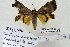  ( - 22002-030716-SC)  @11 [ ] Copyright (2017) Robert Borth LepBio, LLC