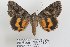  ( - 22031-290414-FL)  @12 [ ] Copyright (2017) Hugo Kons Jr. LepBio, LLC