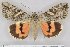  ( - 22039-150712-CH)  @12 [ ] No Rights Reserved (2017) Anton Volynkin No