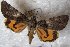  ( - 22040-290614-CH)  @14 [ ] Copyright (2017) Robert Borth LepBio, LLC
