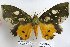  (Eudocima hypermnestra - 22049-150816-TI)  @14 [ ] Copyright (2017) Robert Borth LepBio, LLC
