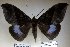  ( - 22069-150116-VI)  @13 [ ] Copyright (2017) Robert Borth LepBio, LLC