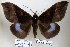  ( - 22070-150716-VI)  @14 [ ] Copyright (2017) Robert Borth LepBio, LLC