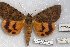  ( - 22135-10709-CH)  @11 [ ] Copyright (2018) Robert Borth LepBio, LLC