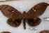  ( - 22149-150917-VI)  @11 [ ] Copyright (2018) Robert Borth LepBio, LLC