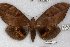  ( - 22150-150817-VI)  @11 [ ] Copyright (2018) Robert Borth LepBio, LLC