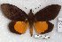  (Graphigona regina - 22161-150518-FG)  @14 [ ] Copyright (2018) Robert Borth LepBio, LLC