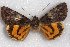  ( - 22193-290614-CH)  @11 [ ] Copyright (2018) Robert Borth LepBio, LLC